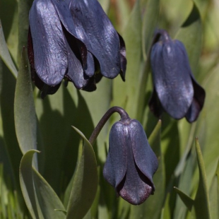 Fritillaria armena